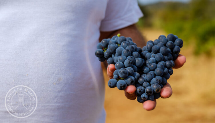 Portugal Wine - Holiday Rentals - Algarve